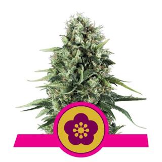 Royal Queen Seeds Power Flower, feminizovaná semena konopí Balení: 10 ks