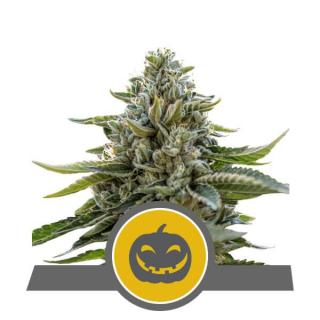 Royal Queen Seeds Pumpkin Kush, regulérní semena konopí Balení: 10 ks