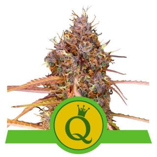 Royal Queen Seeds Purple Queen Automatic, feminizovaná semena konopí, samonakvétací Balení: 10 ks