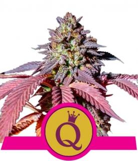 Royal Queen Seeds Purple Queen, feminizovaná semena konopí Balení: 10 ks