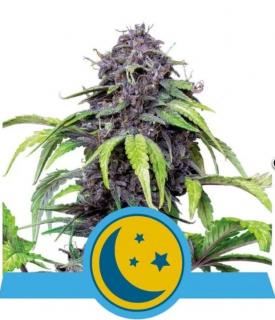 Royal Queen Seeds Purplematic, feminizovaná semena konopí, samonakvétací Balení: 10 ks