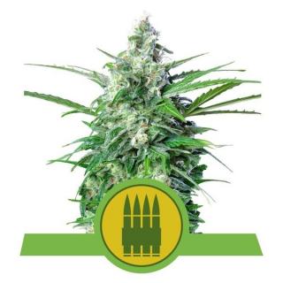 Royal Queen Seeds Royal AK Automatic, feminizovaná semena konopí, samonakvétací Balení: 10 ks