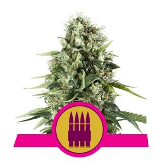 Royal Queen Seeds Royal AK, feminizovaná semena konopí Balení: 10 ks