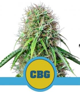 Royal Queen Seeds Royal CBG Automatic, feminizovaná semena konopí, samonakvétací Balení: 10 ks