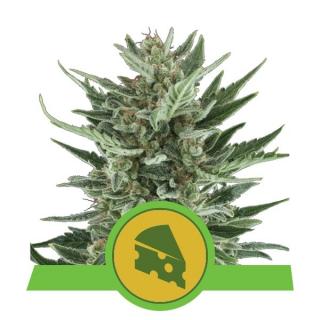 Royal Queen Seeds Royal Cheese Automatic, feminizovaná semena konopí, samonakvétací Balení: 10 ks