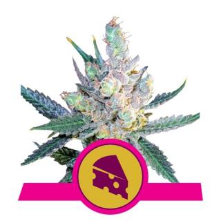 Royal Queen Seeds Royal Cheese Fast, feminizovaná semena konopí, fast Balení: 3 ks