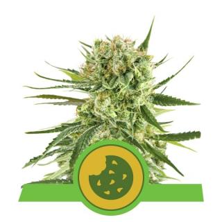 Royal Queen Seeds Royal Cookies Auto, feminizovaná semena konopí, samonakvétací Balení: 10 ks