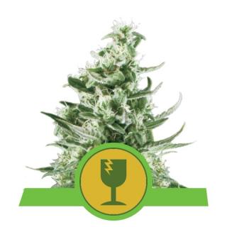 Royal Queen Seeds Royal Critical Automatic, feminizovaná semena konopí, samonakvétací Balení: 10 ks