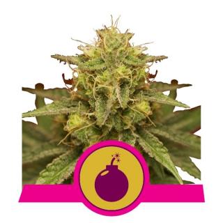 Royal Queen Seeds Royal Domina, feminizovaná semena konopí Balení: 10 ks