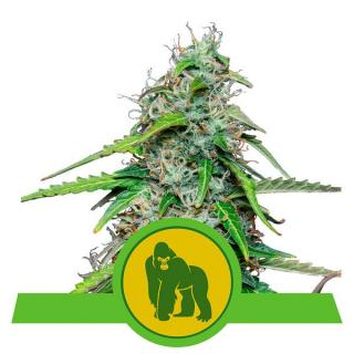 Royal Queen Seeds Royal Gorilla Auto, feminizovaná semena konopí, samonakvétací Balení: 10 ks