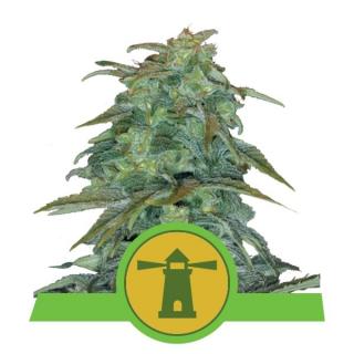 Royal Queen Seeds Royal Haze Automatic, feminizovaná semena konopí, samonakvétací Balení: 10 ks