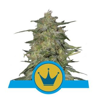 Royal Queen Seeds Royal Highness, feminizovaná semena konopí Balení: 10 ks