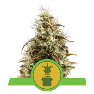 Royal Queen Seeds Royal Jack Automatic, feminizovaná semena konopí, samonakvétací Balení: 3 ks