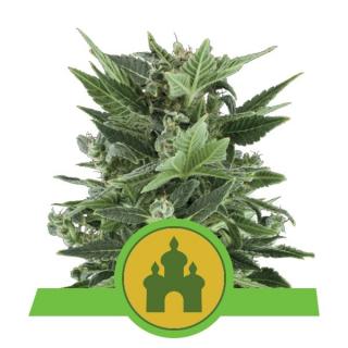 Royal Queen Seeds Royal Kush Automatic, feminizovaná semena konopí, samonakvétací Balení: 10 ks