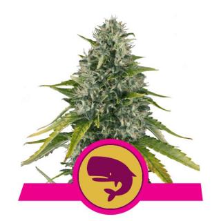 Royal Queen Seeds Royal Moby, feminizovaná semena konopí Balení: 10 ks