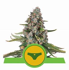 Royal Queen Seeds Sherbet Queen Automatic, feminizovaná semena konopí, samonakvétací Balení: 10 ks