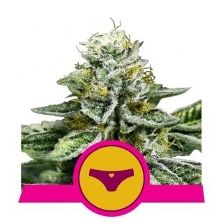 Royal Queen Seeds Sherbet Queen, feminizovaná semena konopí Balení: 10 ks