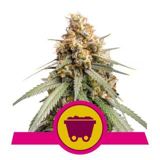 Royal Queen Seeds Shining Silver Haze, feminizovaná semena konopí Balení: 10 ks