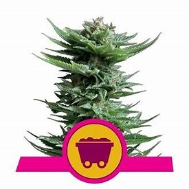 Royal Queen Seeds Shining Silver Haze, regulérní semena konopí Balení: 10 ks