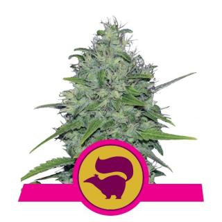 Royal Queen Seeds Skunk XL, feminizovaná semena konopí Balení: 10 ks