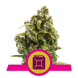 Royal Queen Seeds Sour Diesel, feminizovaná semena konopí Balení: 10 ks