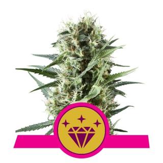 Royal Queen Seeds Special Kush #1, feminizovaná semena konopí Balení: 5 ks