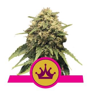 Royal Queen Seeds Special Queen #1, feminizovaná semena konopí Balení: 10 ks