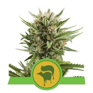 Royal Queen Seeds Sweet Skunk Automatic, feminizovaná semena konopí, samonakvétací Balení: 10 ks