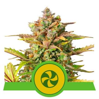 Royal Queen Seeds Sweet ZZ Automatic, feminizovaná semena konopí, samonakvétací Balení: 10 ks