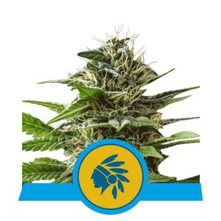 Royal Queen Seeds Tatanka Pure, feminizovaná semena konopí Balení: 10 ks