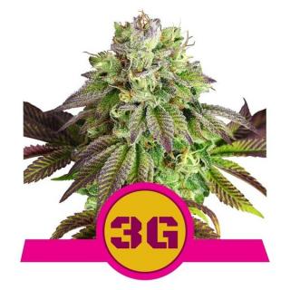 Royal Queen Seeds Triple G, feminizovaná semena konopí Balení: 10 ks