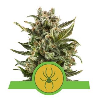 Royal Queen Seeds White Widow Automatic, feminizovaná semena konopí, samonakvétací Balení: 10 ks