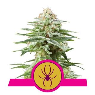 Royal Queen Seeds White Widow, feminizovaná semena konopí Balení: 10 ks