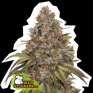 Seedstockers Blackberry Gum Auto, feminizovaná semena konopí, samonakvétací Balení: 25 ks