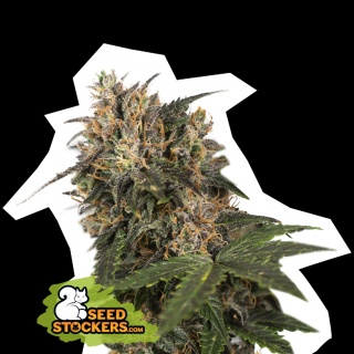 Seedstockers Blackberry Gum, feminizovaná semena konopí Balení: 1 ks