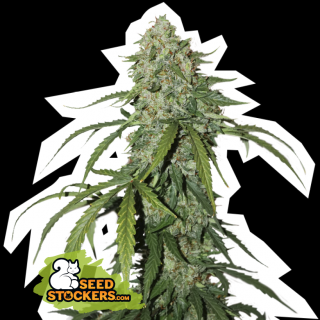 Seedstockers CBD 1/1 Silver Lime Haze Auto, feminizovaná semena konopí, samonakvétací Balení: 1 ks