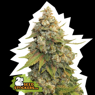 Seedstockers Golden Lemon Haze, feminizovaná semena konopí Balení: 1 ks