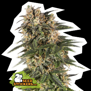 Seedstockers Northern Lights Auto, feminizovaná semena konopí, samonakvétací Balení: 25 ks