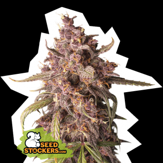 Seedstockers Purple Punch Auto, feminizovaná semena konopí, samonakvétací Balení: 1 ks