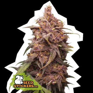 Seedstockers Purple Punch, feminizovaná semena konopí Balení: 1 ks