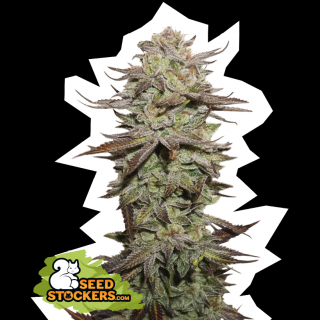 Seedstockers Sticky Fingers Auto, feminizovaná semena konopí, samonakvétací Balení: 25 ks