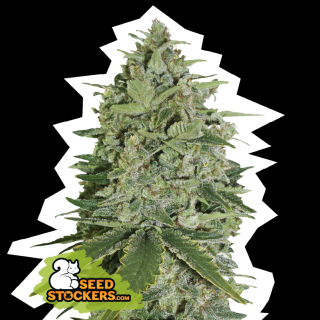 Seedstockers Super Skunk, feminizovaná semena konopí Balení: 25 ks