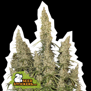 Seedstockers White Widow Auto, feminizovaná semena konopí, samonakvétací Balení: 25 ks