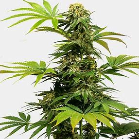 Sensi Seeds Black Harlequin CBD, feminizovaná semena konopí Balení: 10 ks