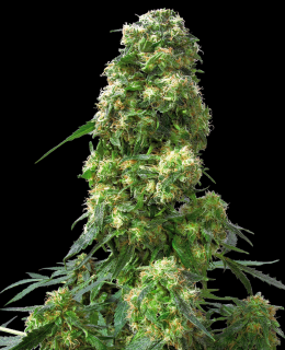 Sensi Seeds Early Skunk, regulérní semena konopí Balení: 10 ks