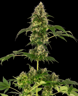 Sensi Seeds Sensi #11 (Blueberry x Afghani x Silver Haze), feminizovaná semena konopí Balení: 10 ks