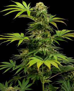 Sensi Seeds Sensi #1318 (Harlequin x Black Domina), feminizovaná semena konopí Balení: 10 ks