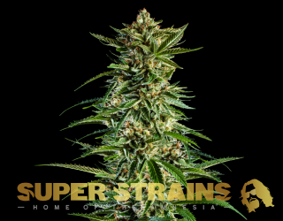 Super Strains 7th Wave, feminizovaná semena konopí Balení: 10 ks