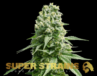 Super Strains Amnesia, feminizovaná semena konopí Balení: 10 ks