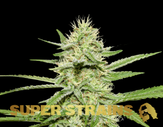 Super Strains Enemys Dream, feminizovaná semena konopí Balení: 10 ks